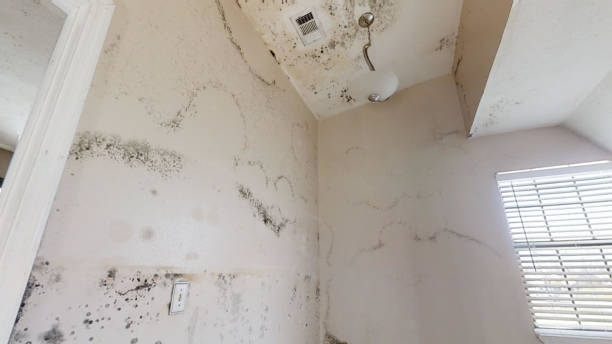 Environmental Consulting for Mold Prevention in Miami, FL