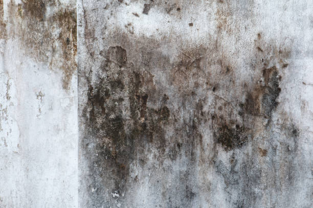 Best Commercial Mold Inspection  in Miami, FL